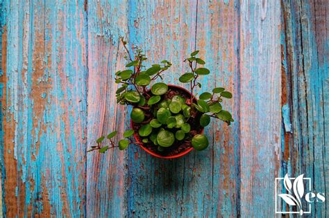 Peperomia Japonica How To Grow This Plant At Home By Yourself
