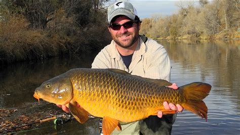Fly Fishing For Carp Monster Urban Carp On The Fly Fly Fishing City