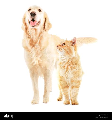 Cute Golden Retriever With His Tongue Out And Beautiful Ginger Tabby