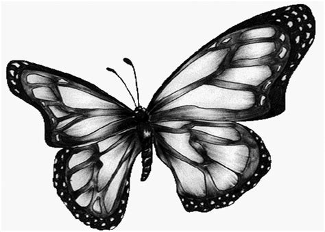 Black And White Butterfly Images