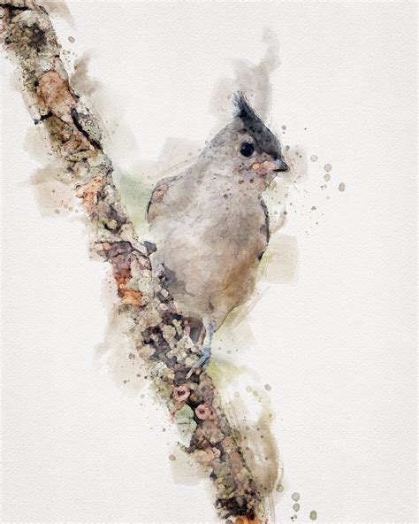 Tufted Titmouse Painting Titmouse Watercolor Bird On Branch Etsy