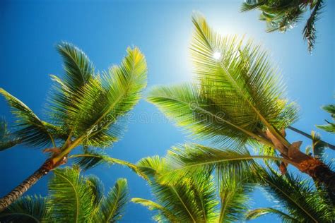 Coconuts Palm Tree Perspective View Stock Image Image Of Green