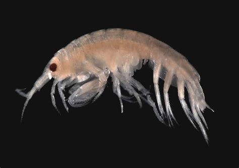 10 Of The Most Terrifying And Bizarre Deep Sea Creatures