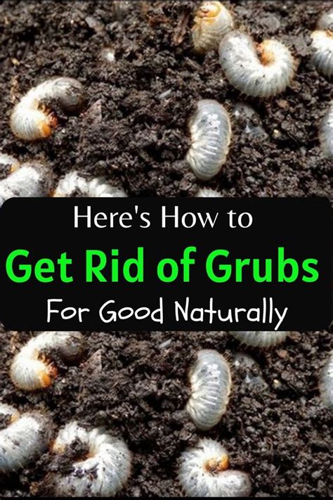 How To Get Rid Of Grubs Naturally In 2023 Garden Grubs Lawn