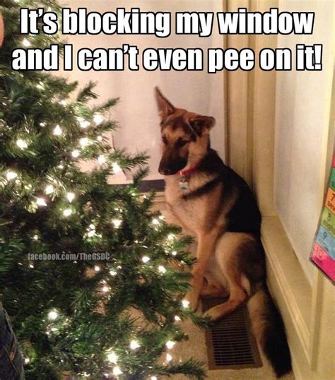 20 Christmas Tree Memes To Make Your Holidays So Much ...
