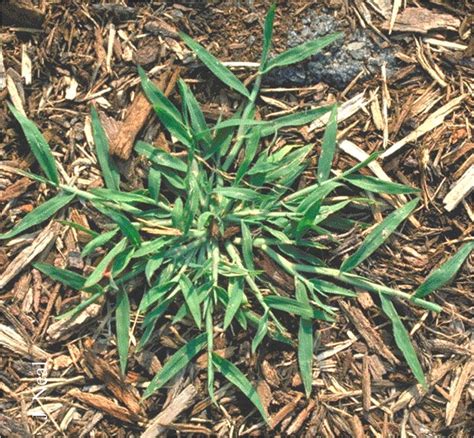 All About Crabgrass What Grows There Hugh Conlon Horticulturalist