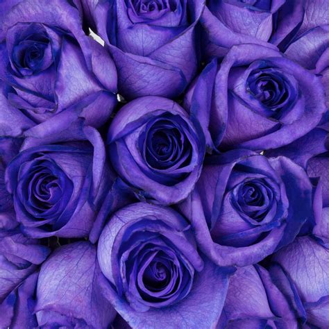 Purple Tinted Roses Premium Wholesale Flowers Free Shipping