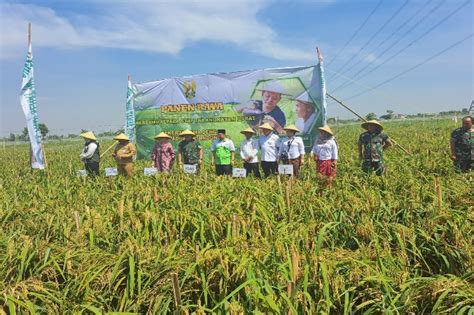 Pt Padi Sehat Indonesia Gandeng Tni Dan Nu Sejahterakan Petani Gaya Hidup