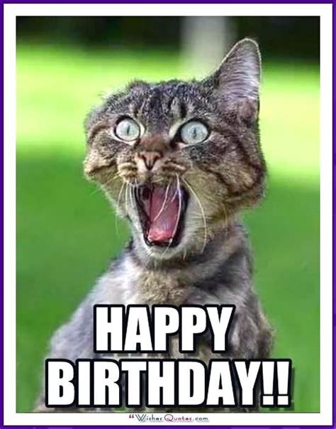 Catch The Luxury Funny Cat Memes Happy Birthday