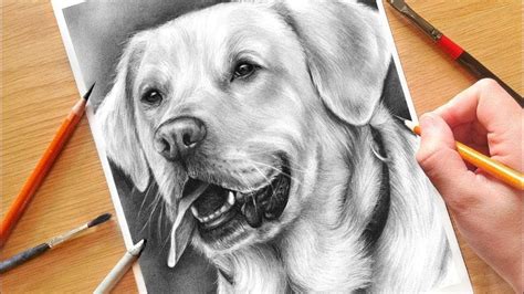 How To Draw A Dog Realistic Drawing Tutorial With Charcoal Hildurk