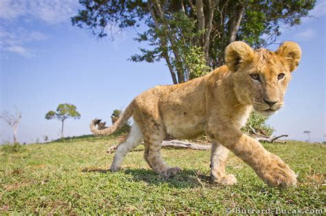 Prowling Lion Cub Burrard Lucas Photography