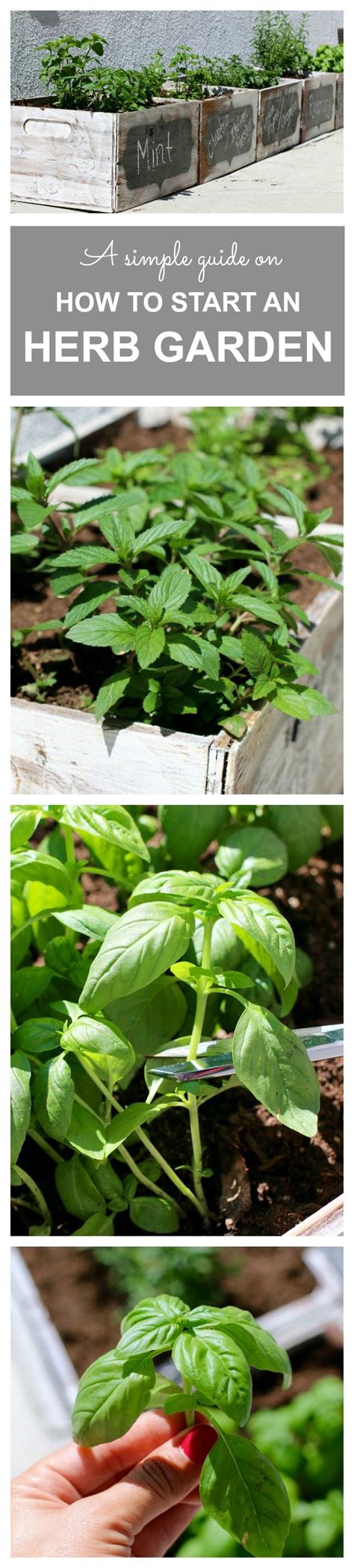 How To Start An Herb Garden A Quick Simple Guide Herb Garden Boxes