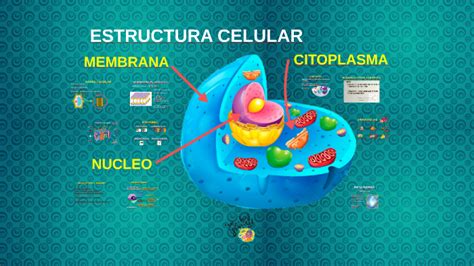 Membrana Citoplasma Nucleo By Javier Elias Yujra On Prezi