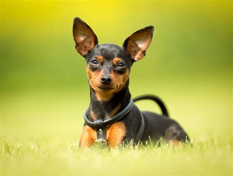 Miniature Pinscher Dog Breed Information Pictures Characteristics