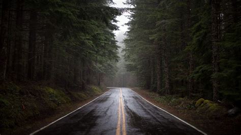 Free Download Rainy Forest Road Wallpaper 1920x1080 For Your