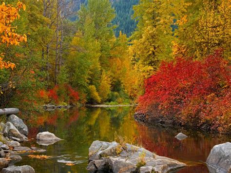 Fall Awesome Forest River Water Widescreen 2560x1600 Hd Wallpaper