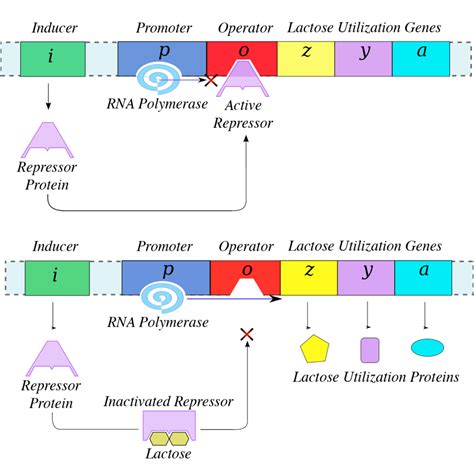 Gene Regulation In Prokaryotes Biology For Majors I