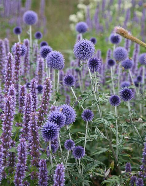 See more ideas about blue garden, flower garden, planting flowers. Buy globe thistle Echinops ritro 'Veitch's Blue': Delivery ...
