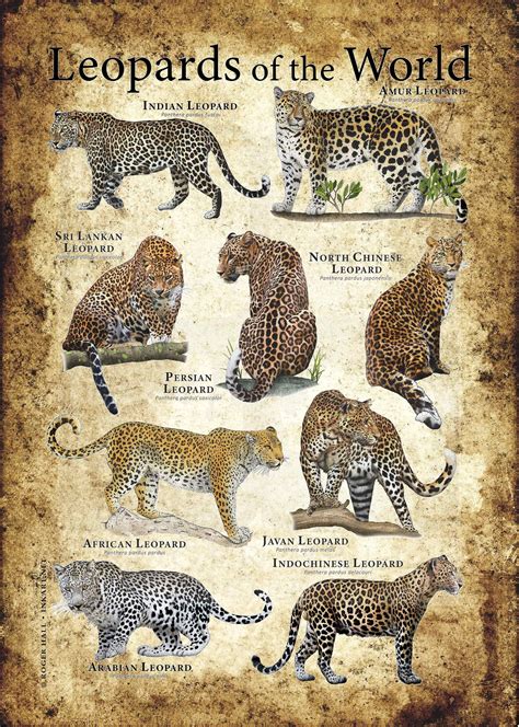 Leopards Of The World Poster Print Etsy Animal Infographic Animal