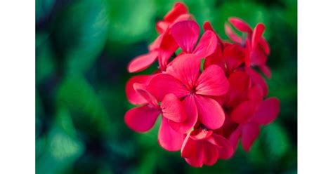 Rose Scented Geranium Plants That Reduce Stress Popsugar Home Uk