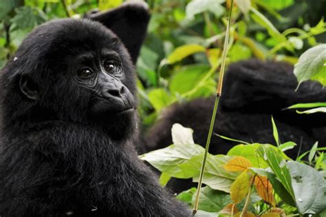 Uganda Safaris Uganda Gorilla Tours Wildlife Safari In Uganda Trips