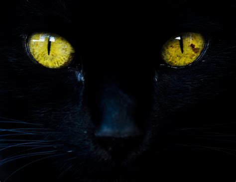 Black Cat Eyes A Look In The Deep And Misterious Eyes Of A Flickr