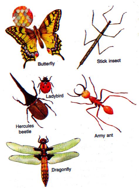 They make up about 75% of all animals on earth and have a major role in maintaining ecosystems as they include many animals we come across in our gardens, such as spiders, ants, centipedes and slaters. Welcome to the Living World: Arthropoda (Joint legged animals)
