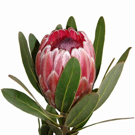 Protea Pink Ice Wholesale Cut Flowers Direct