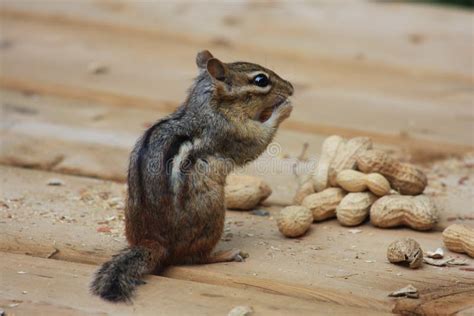 Chipmunk Eating Peanuts At The Cottage Stock Photo Image Of Chipmunk