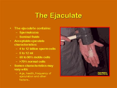 The Ejaculate