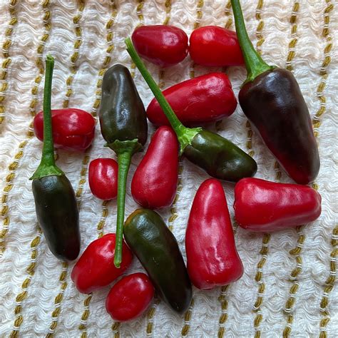 Pequin Chili Pepper Heirloom 10 Seeds Etsy