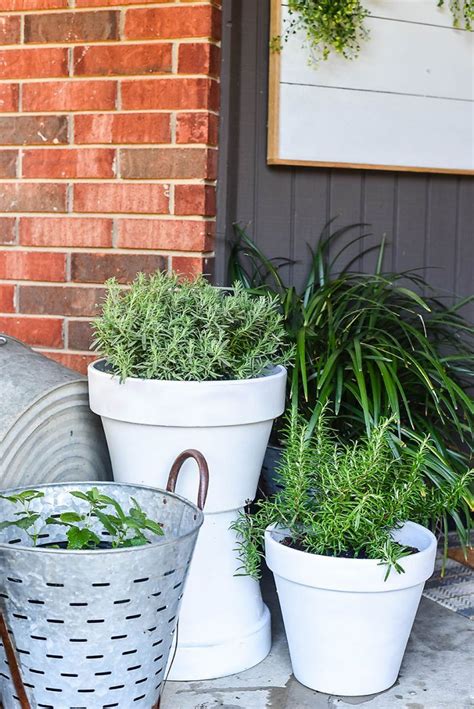5 Plants That Repel Mosquitoes For Your Front Porch