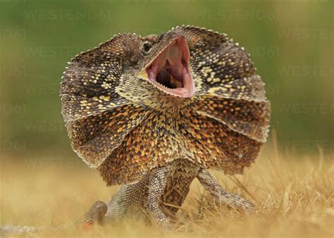 View Of Frilled Lizard With Mouth Open Stock Photo