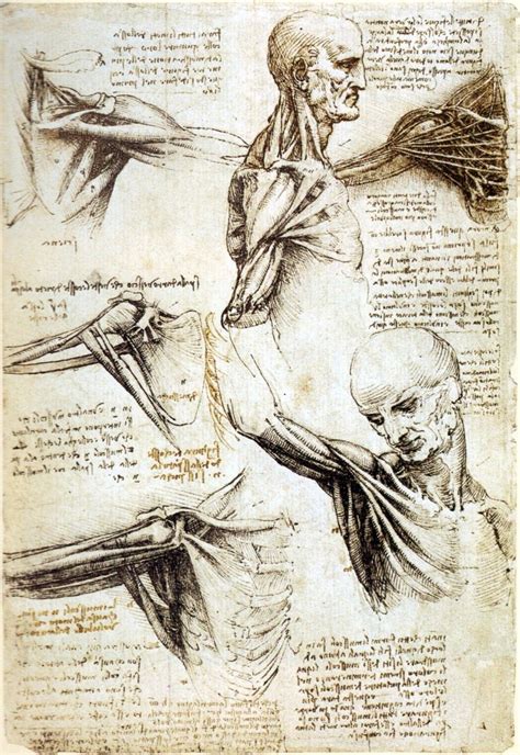 Anatomy Study Of Shoulders Leonardo Da Vinci A Level Art Sketchbook Da Vinci Drawings