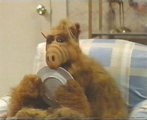 Funny Animal Quotes Funny Animals Alf Tv Series Funny Images Funny