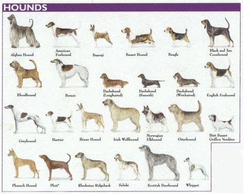 The 7 Dog Breed Groups Explained Hound Dog Breeds Dog Breeds Hound