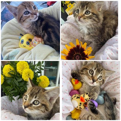 Purrfect angels animal rescue is an organization dedicated to helping save cats throughout the purrfect angels volunteers have helped place hundreds of cats and kittens into new, loving homes. Purrfect Haven Cat Rescue added a new... - Purrfect Haven ...