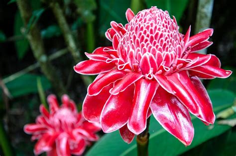 Types Of Flowering Ginger Growing Ginger For Flowers In The Garden