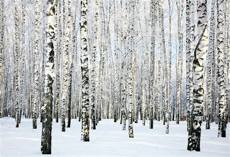 Winter Birch Forest — Stock Photo © Lenikovaleva 39739325