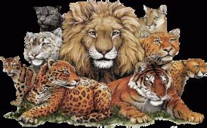 Imágenes de animales feroces | Descargar imágenes gratis
