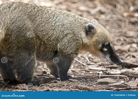 South American Coati Stock Photo Image Of Nature Animal 134428034