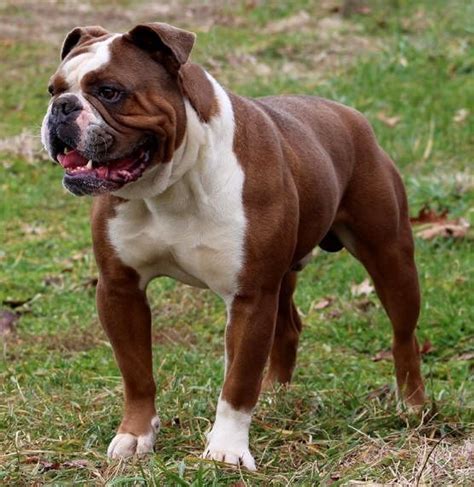 List Of Popular English Bulldog Mixes With Pictures