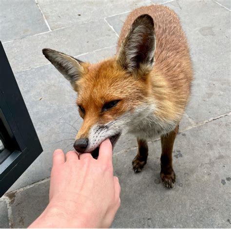 Is It Ok To Hand Feed A Wild Fox Fox Guardians