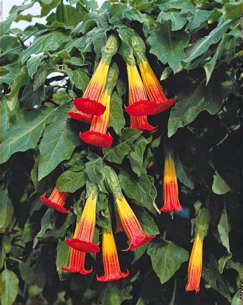 How To Grow Brugmansia The Angels Trumpet Angel Trumpet Plant