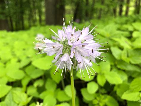 Wisconsin Wildflower Eastern Waterleaf Virginia Waterleaf