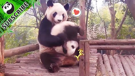 Panda Theme Baby Panda And Mom Ipanda Youtube