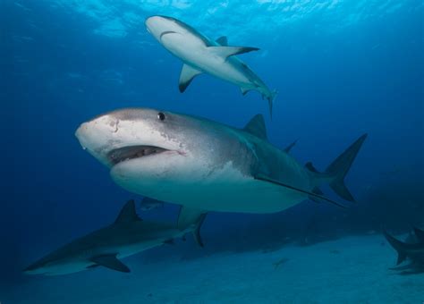 The Worlds Most Dangerous Sharks And How To Defeat Them