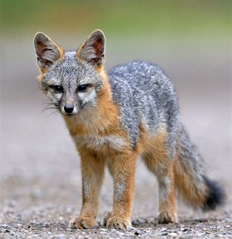 Beautiful Wildlife “gray Fox Kit By John Fox ” Animals And Pets Baby