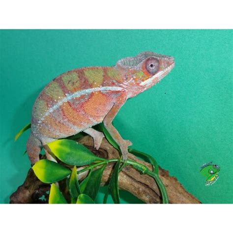 Rainbow Jackson S Chameleon Juvenile To Adult Male Strictly Reptiles Inc