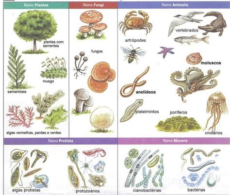 ilustración de los cinco reinos Reino monera Reino protista Plantae